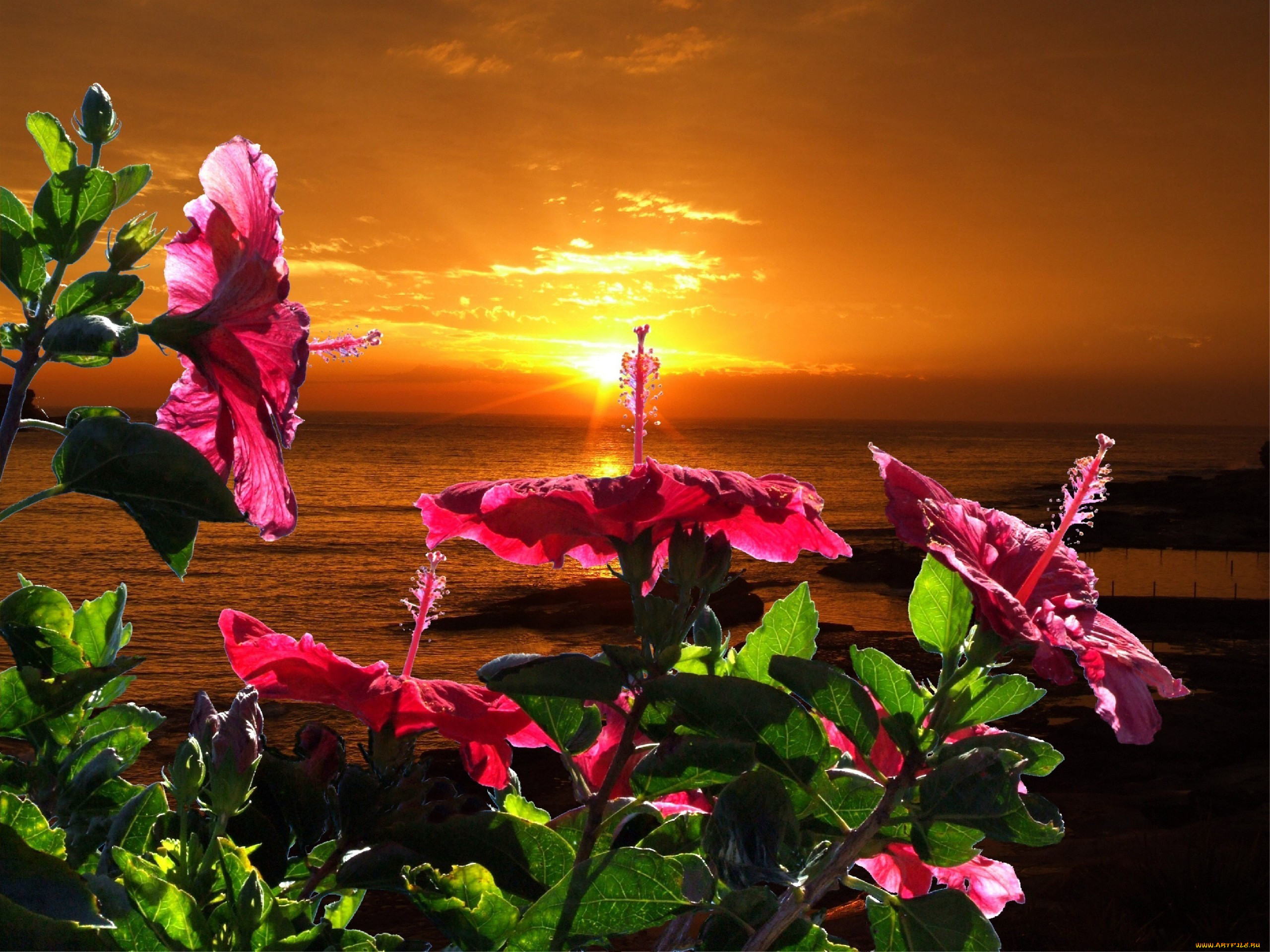 Яркие цветы на море. Море цветов на закате. Цветы на фоне моря. Вечерние цветы. Вечер море закат и цветы.